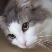 Uの画像