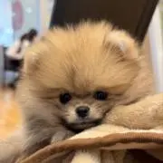 ぱんの画像