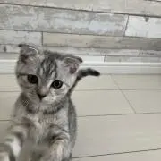さくにゃんの画像