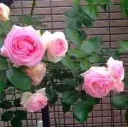 grnrose25の画像