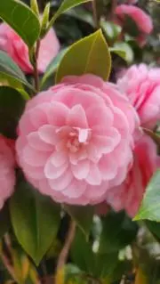 Yuaの画像