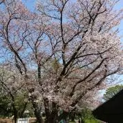 香純