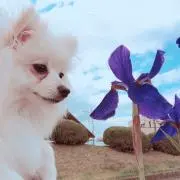 みるく