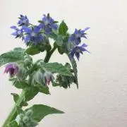 ぼん