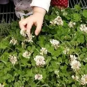 aoの画像