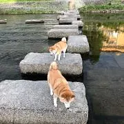 トニーの画像