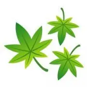 春もみじ