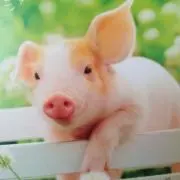 すいか