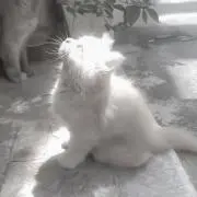 ioの画像