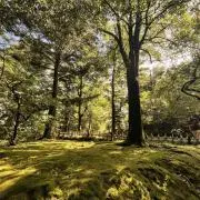 よふの画像