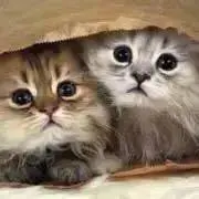 ぶーにゃん❣️の画像