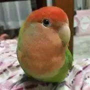 サクラ★プロフィール必読です。の画像