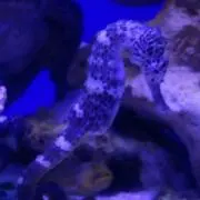 タツノオトシゴ