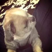 ゆりか