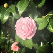 あかずきの画像