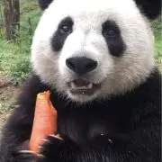 てんの画像