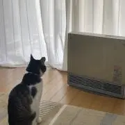siの画像
