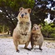 まるの画像