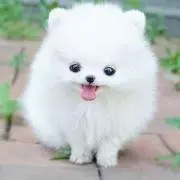のっちゃん