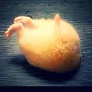 ぱぴこ