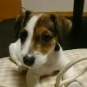 ひらい