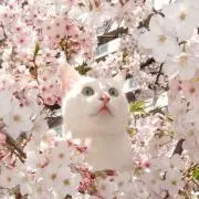 ゆきみ