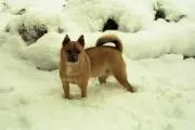 ななすけの画像