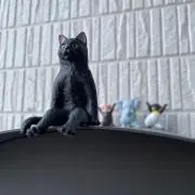 ゆゆ