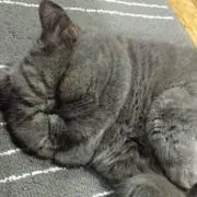 きっか