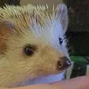 ましろの画像