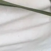 ( ¨̮ )