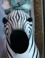 シマウマ