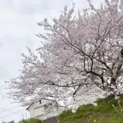 mayuの画像