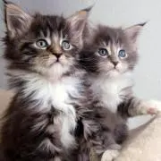 とし