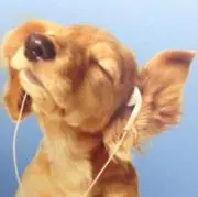 りんの画像