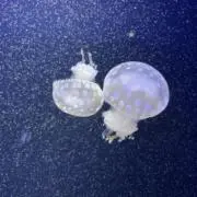 ミタ(プロフ必読)の画像