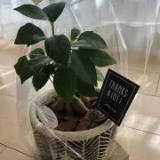 にこの画像