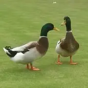 Nakajiの画像