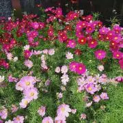 シロ✾プロフ重要✾の画像