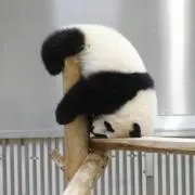 yoaの画像