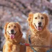 ごんはなの画像