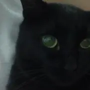 クロジジの画像