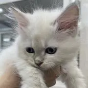 ゆうたん
