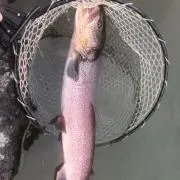 へいへい