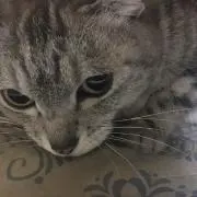 閃刀姫くん