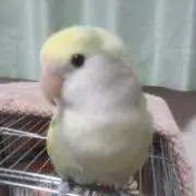 inko★の画像
