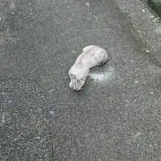 来華