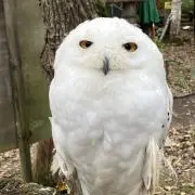 くろまめ【プロフィール必読】の画像