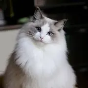 立花 皐月