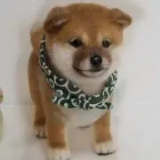 マメシバの画像